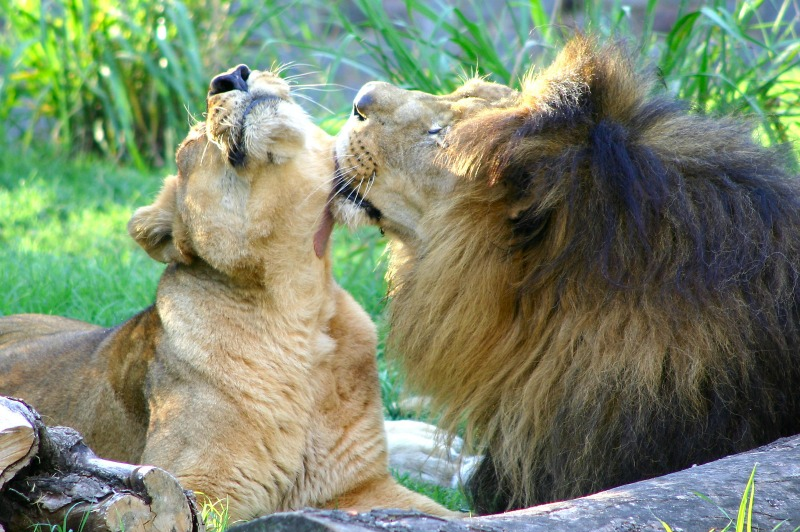 favourite feline at home is akin to the lions in Africa