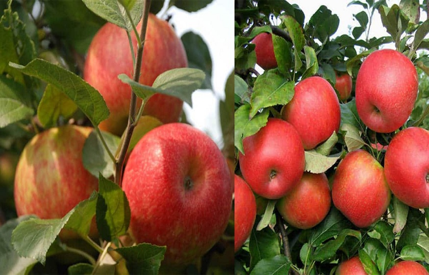 Why Deciding to Buy Apple Trees Online is a Smart Choice